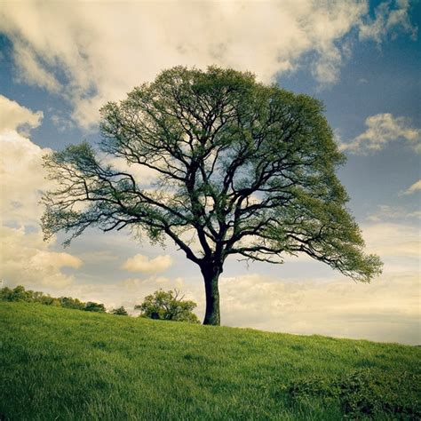 40 Naturally Beautiful Photos Of Trees Psdfan