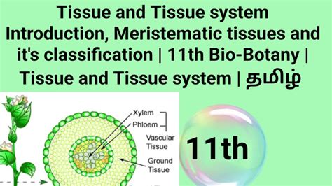 Tissue And Tissue System Introduction 11th Bio Botany Tissue And