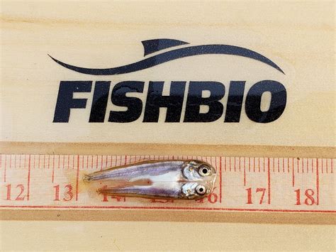 Fisheries Consultants Fishbio Fisheries Research Monitoring And