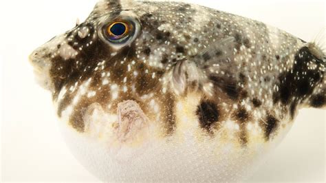 Pufferfish National Geographic