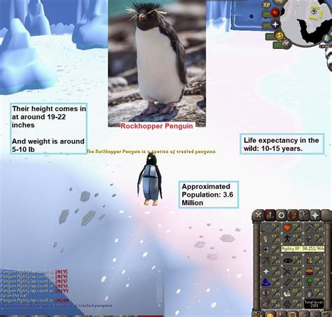 100 Laps With Penguin Facts Daily Until Agility Pet Day 187 R2007scape