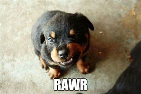 Puppy Growls Rawr Cute Puppies Dogs And Puppies Cute Dogs