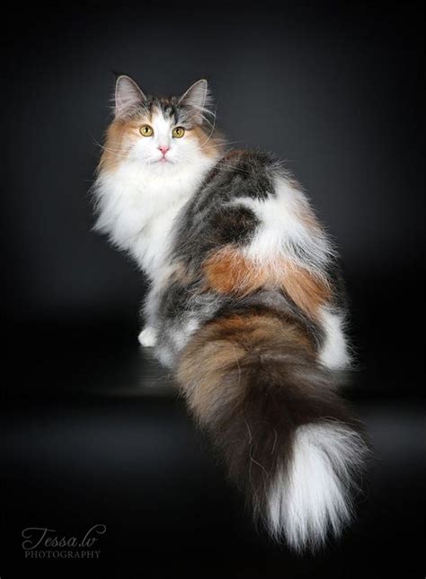 Gorgeous Long Hair Calico かわいい子猫 美しい猫 ノルウェージャンフォレストキャット