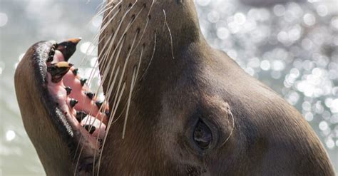Sea Lion Teeth Everything You Need To Know A Z Animals
