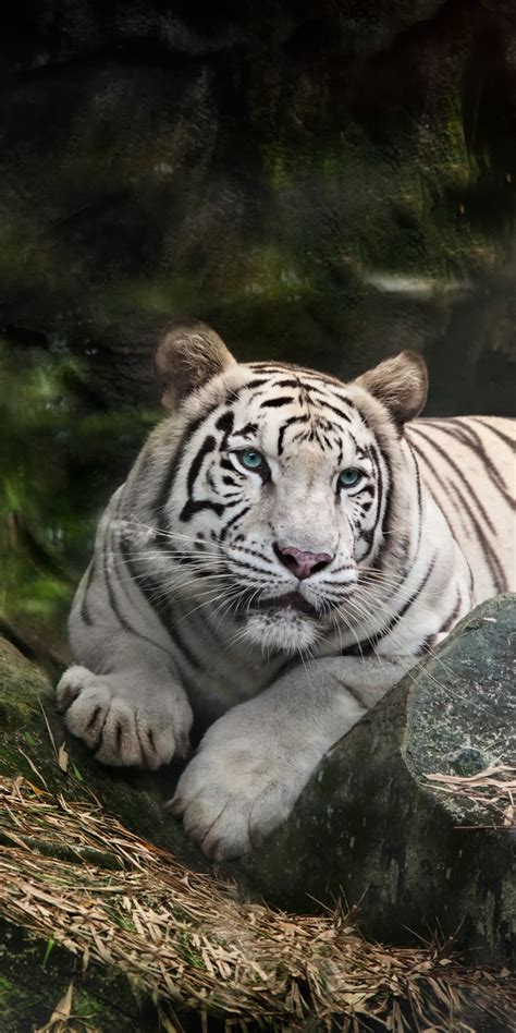 white bengal tiger wallpaper  zoo white tiger wild