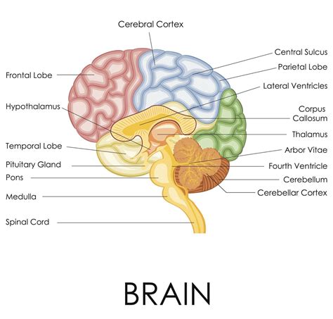 Cerebral Cortex Diagram Labeled