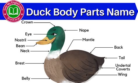 Duck Body Parts Name With Diagram Onlymyenglish
