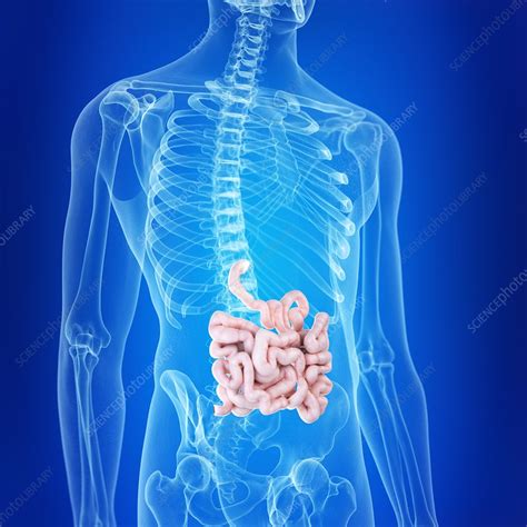 illustration of the small intestine stock image f023 6908 science photo library