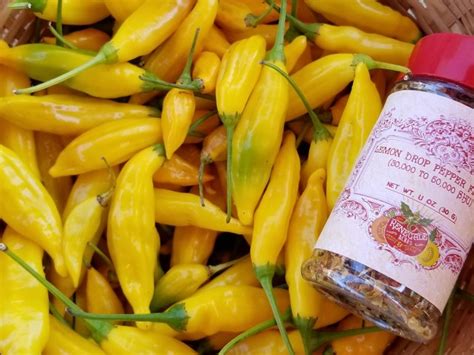 Hot Pepper Aji Lemon Drop Seeds Certified Organic Garden Hoard