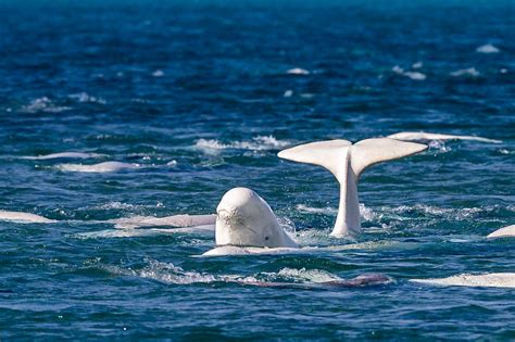 Beluga Whale Arctic Watch Cunningham Inlet Somerset Island Nunavut