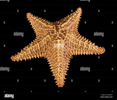 Brown Starfish Isolated On Black Background Close Up Stock Photo Alamy