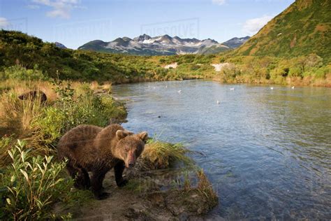 Usa Alaska Katmai National Park Kinak Bay Brown Bear