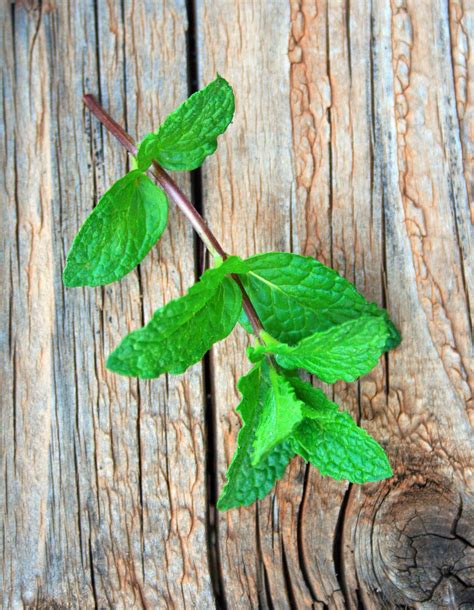 Sprig Of Mint Free Stock Photo Public Domain Pictures