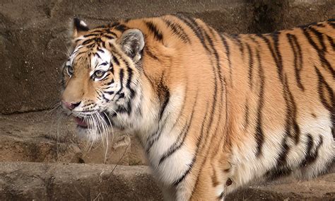 Amur Tiger Riverbanks Zoo And Garden