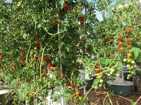 How To Grow Tomatoes On A Tower Garden Tips And Tricks Agrotonomy