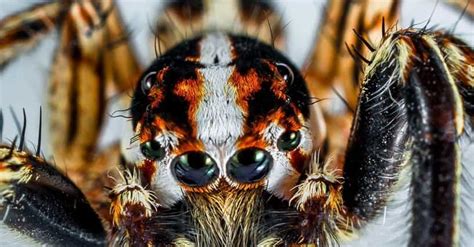 Deadly Spiders Ranked By How Fast Their Venom Will Kill You