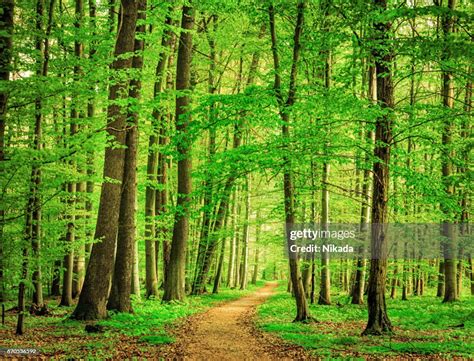 Green Forest In Spring High Res Stock Photo Getty Images