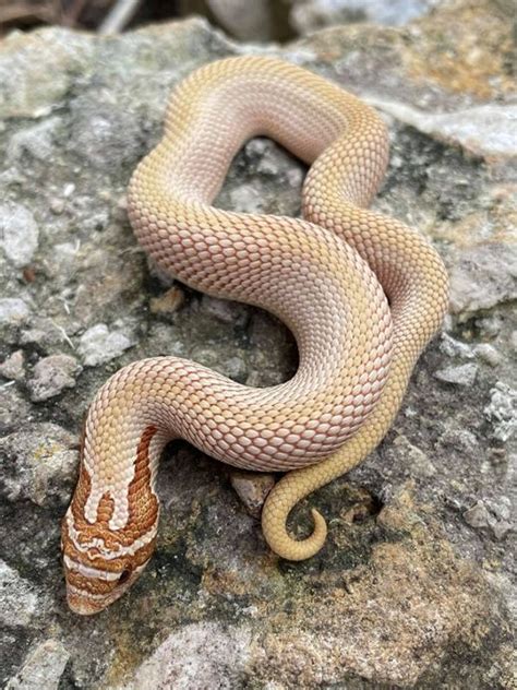 Super Anaconda Phase Western Hognose Snake For Sale Snakes At Sunset