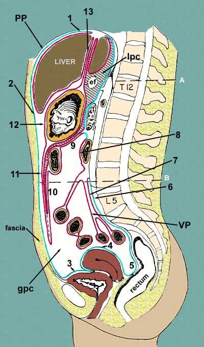 Peritoneum And Peritoneal Reflections