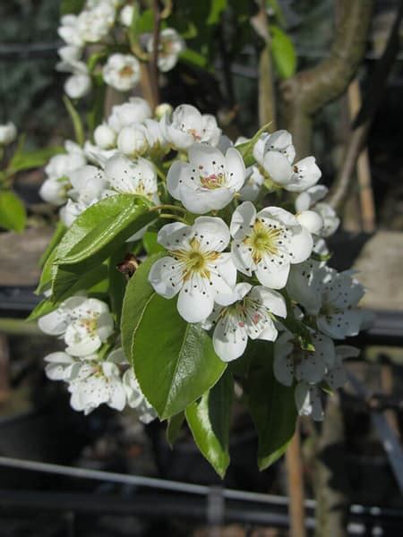 Pear Doyenne Du Comice Pear Chew Valley Trees