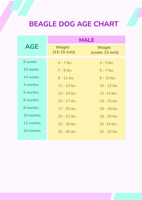 Beagle Dog Age Chart In Psd Download