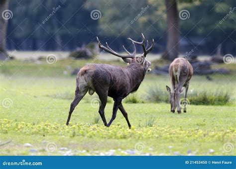 Red Deer Mating Stock Photo Image Of France Deer Mating 21453450