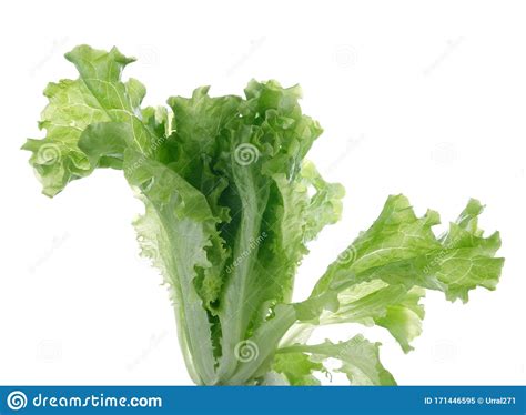 Green Leaf Lettuce On A White Background Stock Image Image Of Food