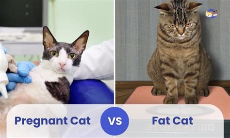 Pregnant Cat Vs Fat Cat Is Your Cat Pregnant Or Just Fat