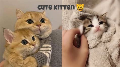 😍 Supper Cute Kittens In The World Cute Kittens Youtube
