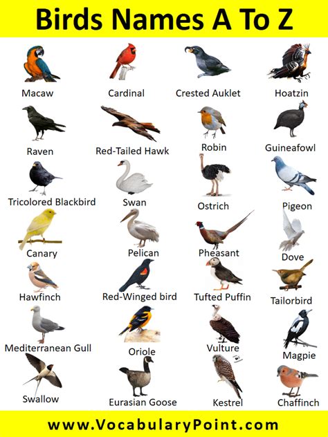 A To Z Birds Name In English With Pictures Pdf Vocabulary Point