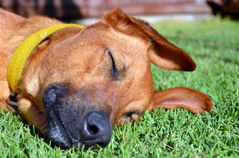 Shop with afterpay on eligible items. Fake Grass For Dogs: Pet-Friendly Artificial Grass Guide ...