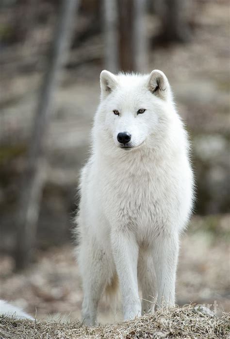 Arctic Wolf Adult Photograph By Wolves Only
