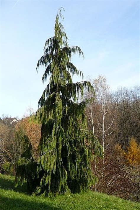 The deodar cedar is well adapted to san diego's climate and even grows well in mild seaside conditions. Add Grace to Your Yard With These 19 Weeping Trees ...