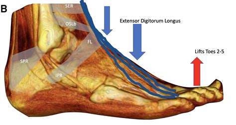 Extensor Digitorum Longus Anatomy Pain And Exercises Dr Justin Dean