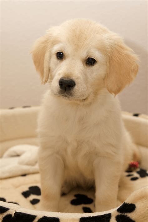 I met the dog when he was around five years old and i thought for sure he was at least 10. Best Quality Golden Retriever Puppies for Sale In ...