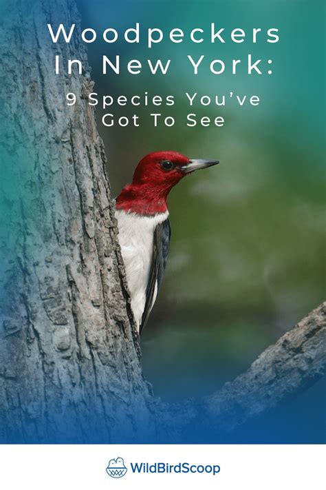 Woodpeckers In New York 9 Species Youve Got To See