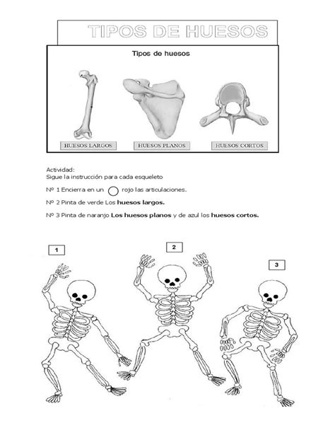 Actividad Tipos De Huesos