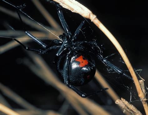 Black widow spiders are known around the world for eating their males after mating. Black Widow Spiders | MDC Discover Nature