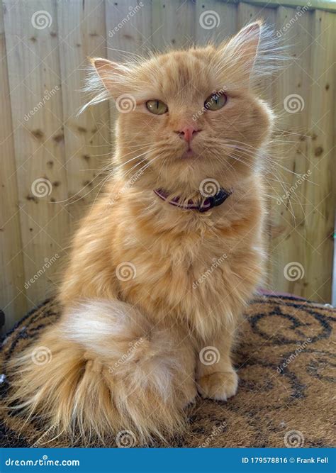Inquisitive Looking Ginger Cat Looking Into Camera Editorial Photo