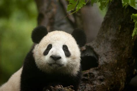 Getting This Shot Panda Closeup