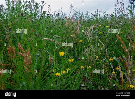 Wildflower Meadow On Daisy Hill Nature Reserve In Summer Stock Photo