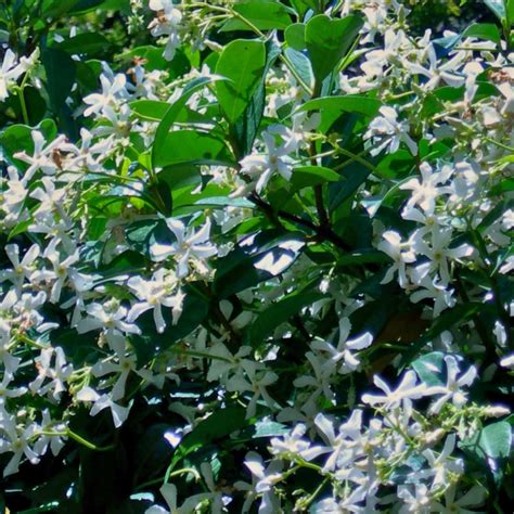 Jasmine Flower Cultivation In India Best Flower Site