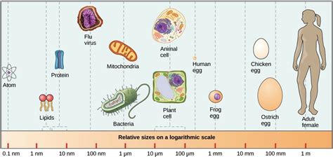 Animal Cell Size Vacuole The Size Of The Cell Vary From A Few