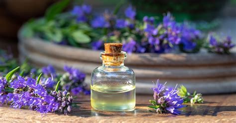 What Is Hyssop In Psalm 517 Biblical Meaning And Historical Uses