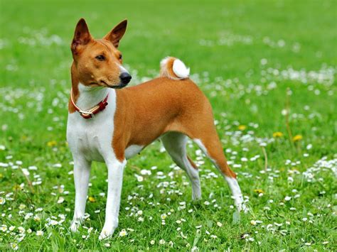 Were summer litters more common in the past? Basenji price range. Basenji puppies for sale cost? Best ...