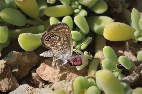 Photo Western Pygmy Blue Brephidium Exilis