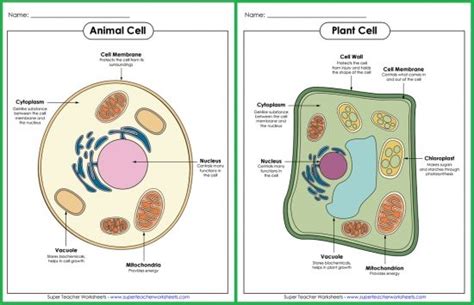 Check Out These Animal And Plant Cell Posters From Super Teacher