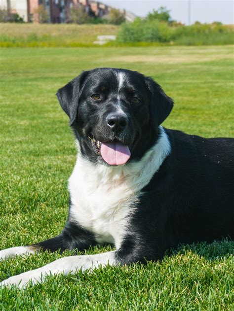 Labernese Information Center The Bernese Mountain Dog Lab Mix Breed