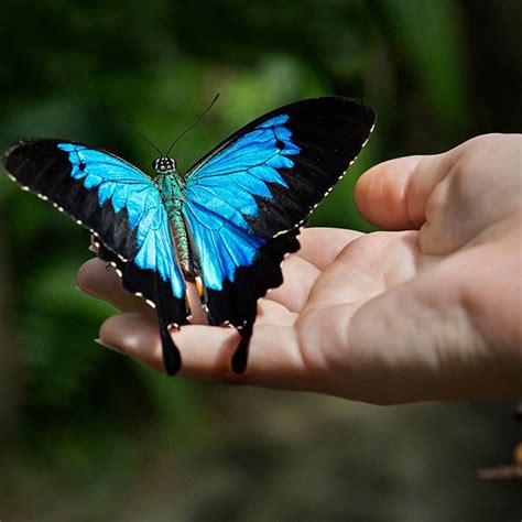 #beauty_full_betterfly #achintya_edting beauty full betterfly. Australian Butterfly Sanctuary - Kuranda Rainforest ...