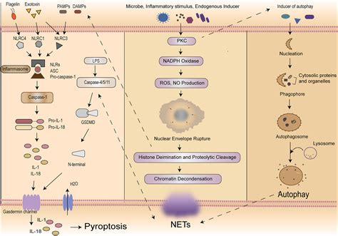 Frontiers The “self Sacrifice” Of Immunecells In Sepsis